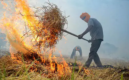 Huge reduction in the cases of stubble burning in Punjab, 1,377 incidents were reported in Punjab in two days