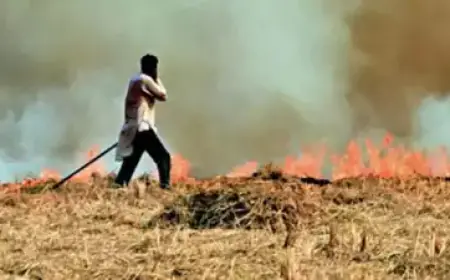 Supreme Court is strict on stubble burning, said- we cannot let people die due to air pollution