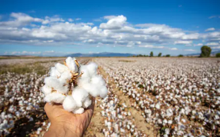 Fall in cotton prices continues, farmers are avoiding selling in anticipation of price rise