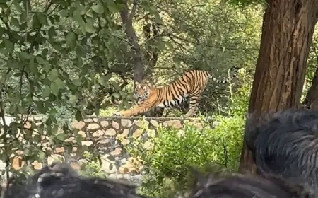 Sawai Madhopur: Tiger came out of the forest and hunted a buffalo, panic among villagers, forest workers engaged in tracking