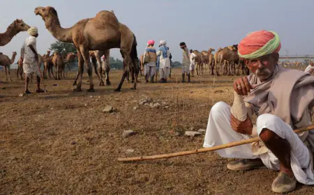 Rajasthan: Camel population has declined by about 40% in the last two decades, cattle keepers are now turning their backs