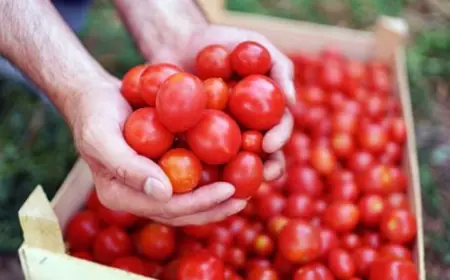Increased supply from Andhra-Karnataka is expected to lower tomato prices, with prices reaching ₹75 per kg in Delhi