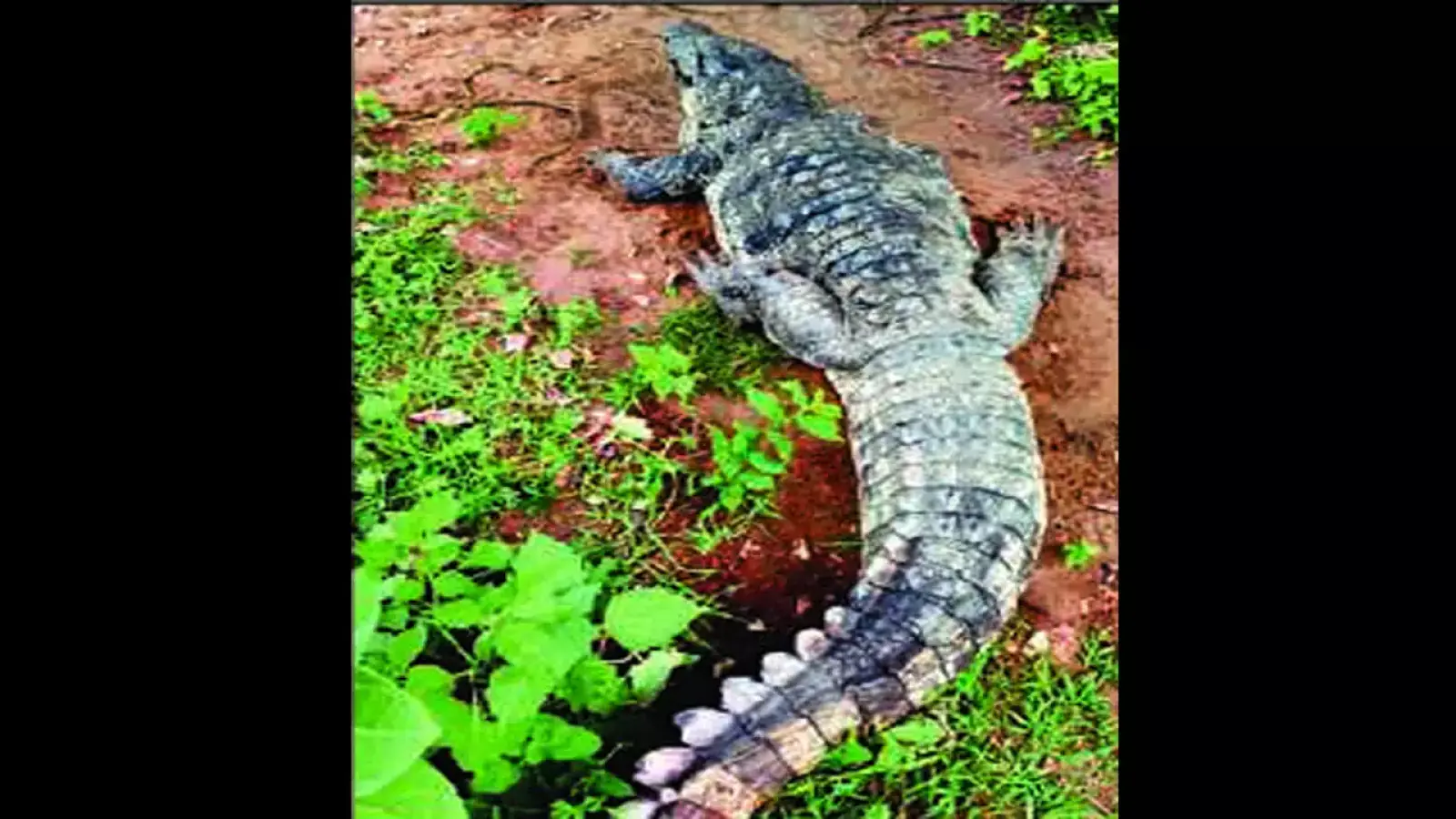 10 feet long crocodile entered the house, causing panic, family members remained trapped in the room for two hours