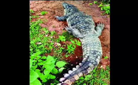 10 feet long crocodile entered the house, causing panic, family members remained trapped in the room for two hours