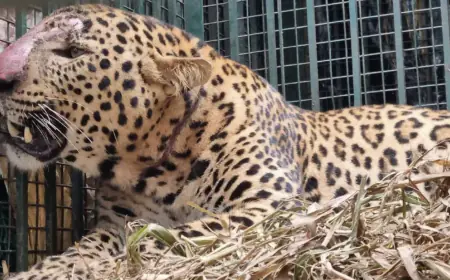 Udaipur: Leopard surrenders to Army's plan, came and sat in the cage itself; had made three people its prey