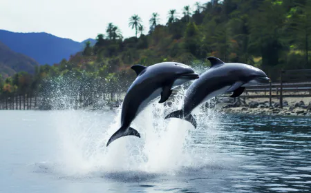 Results for the first time ever Dolphin population assessment will be released soon