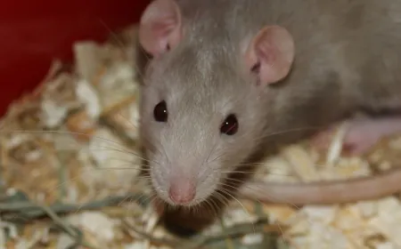 Rats eat a dead body in hospital overnight; Family members created a scene