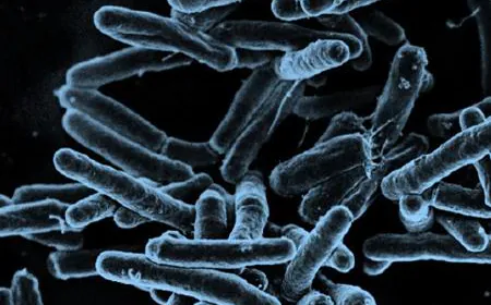 WHO called India a global hero for making a big achievement in the fight against TB