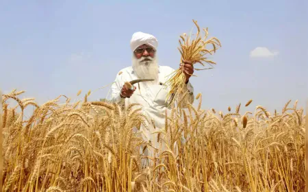 Wheat sowing on track despite delay in paddy harvesting in two major states, Agriculture Secretary said