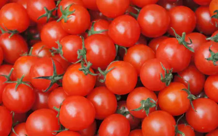 Tomato prices fell 22% in a month, still Rs 52 per kg