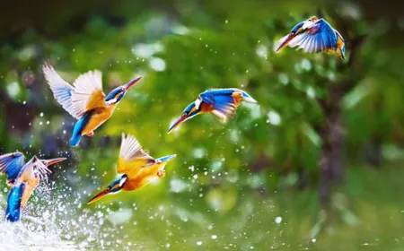 Some best Bird Sanctuaries for Wildlife Lovers, where you'll find colorful birds in winter