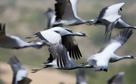 Some must-visit places in North India for nature lovers full of migratory birds