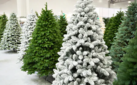 Are you also looking for a Christmas tree? Know price and where to buy