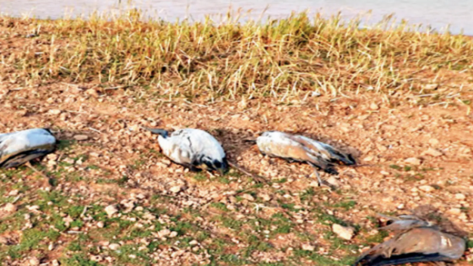 Administration alert: Risk to human lives; Bird flu found in dead birds found in Jaisalmer