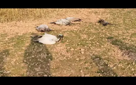 Big crisis for migratory birds in Jaisalmer, bird flu confirmed in Bhopal lab; Administration alert