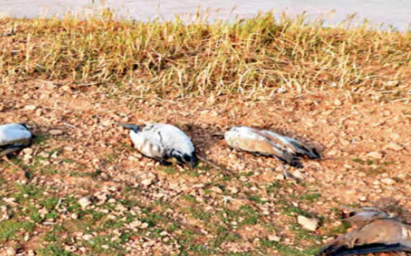 Administration alert: Risk to human lives; Bird flu found in dead birds found in Jaisalmer