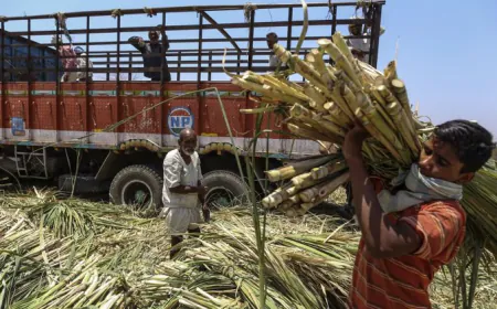 Sugar mills face sugarcane crisis, crushing season may end prematurely