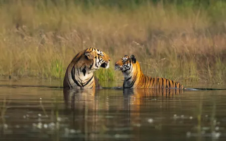 Visit these exciting places in India to have the best experience to see tigers up close