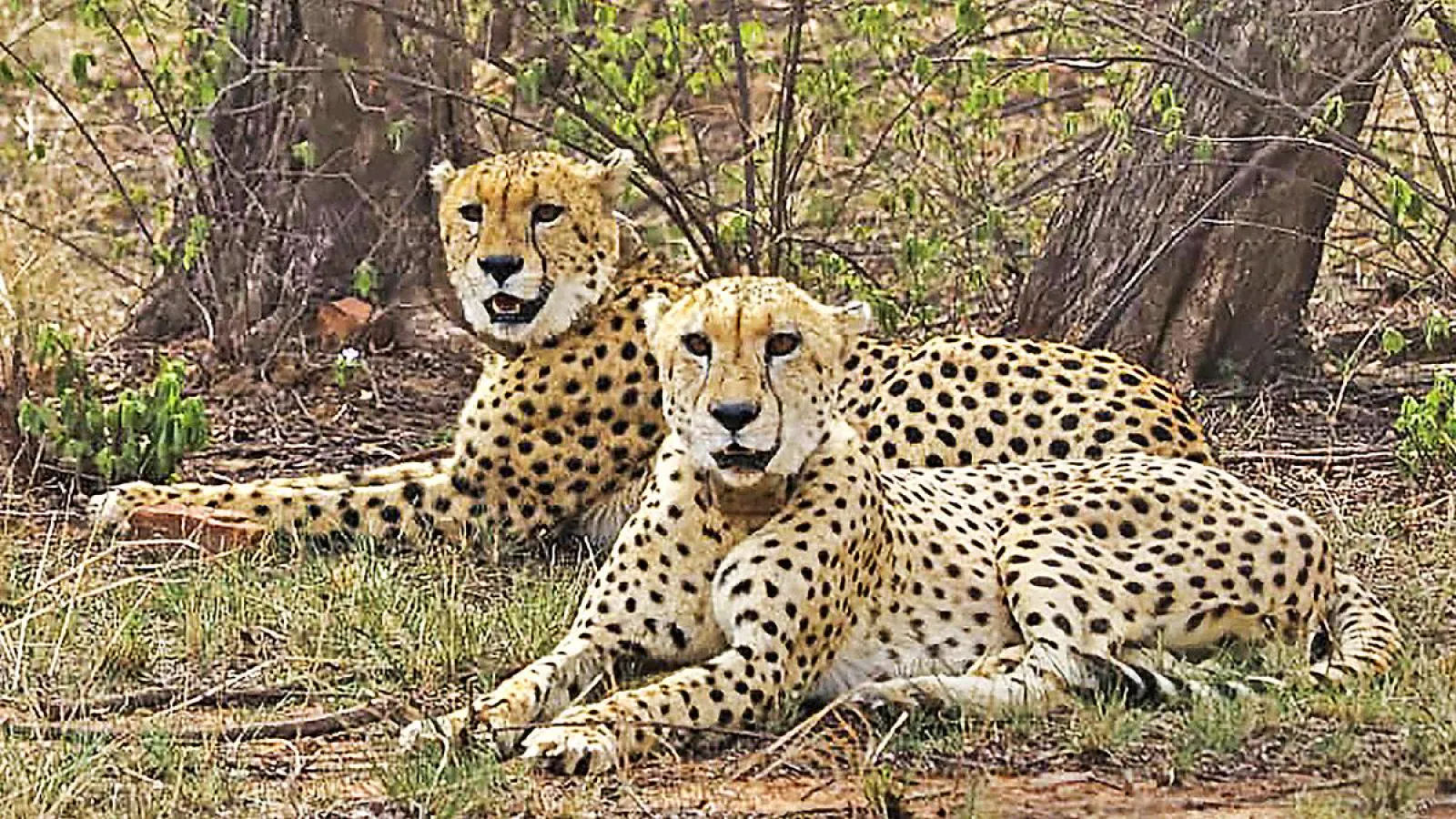 Rajasthan-Madhya Pradesh Cheetah Corridor scheme will get wings, cheetahs will be seen running till here