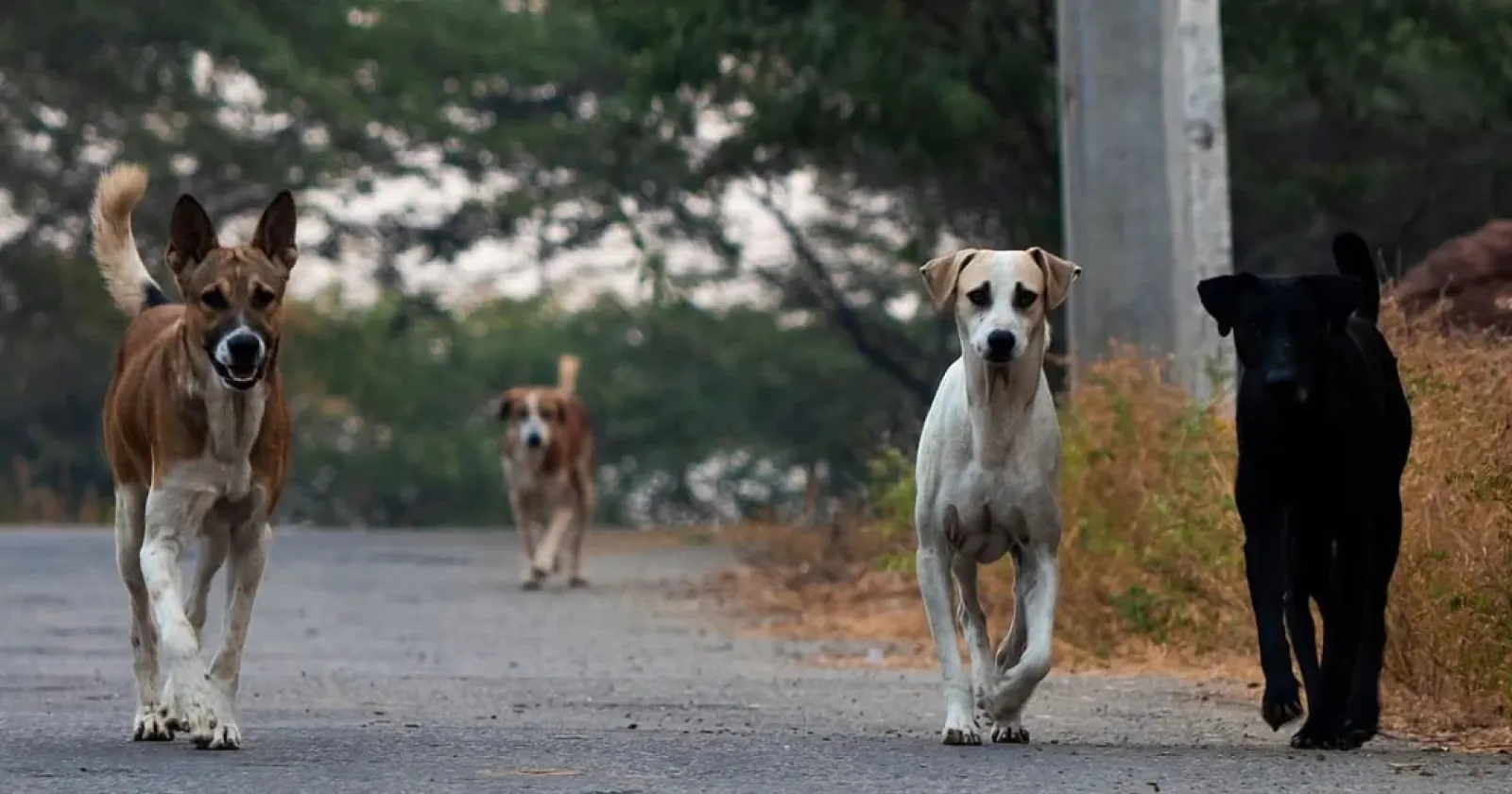 69-year-old man killed a 42-year-old man when his neighbor's dog came into the compound of the house