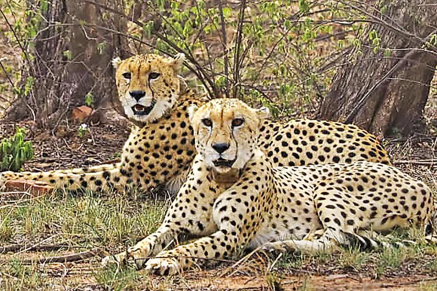 Rajasthan-Madhya