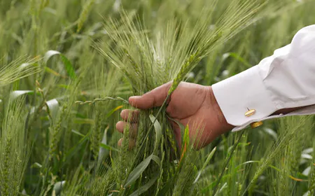 Record 256.31 lakh metric tonnes of wheat purchase in the country so far, 24.78% more than last year
