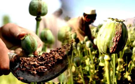 Chittorgarh News: Over seven quintals of doda chura were seized in the second major action against smugglers in just 24 hours