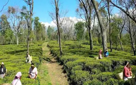 Commerce Ministry's initiative on International Tea Day, Tea Board to start tea tasting course