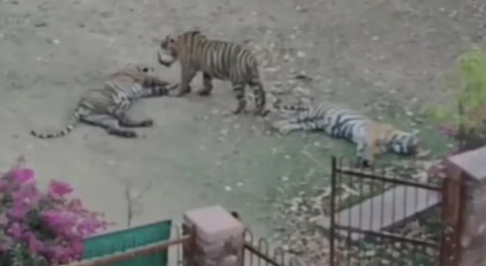 Due to increased tiger movement in Ranthambore Fort, devotees can not visit Trinetra Ganesh Marg