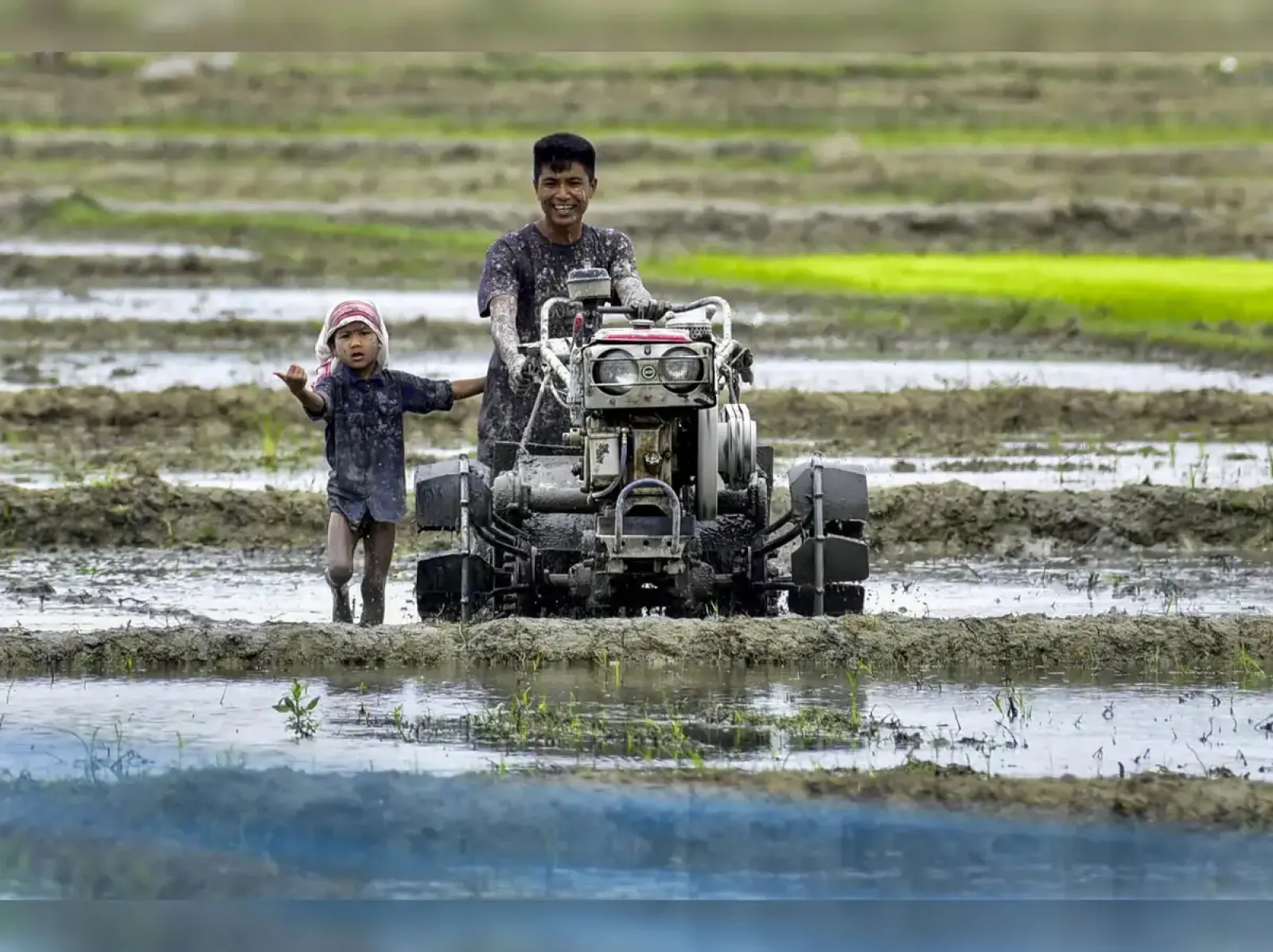 Paddy sowing increased by 13% in the current season, cotton decreased