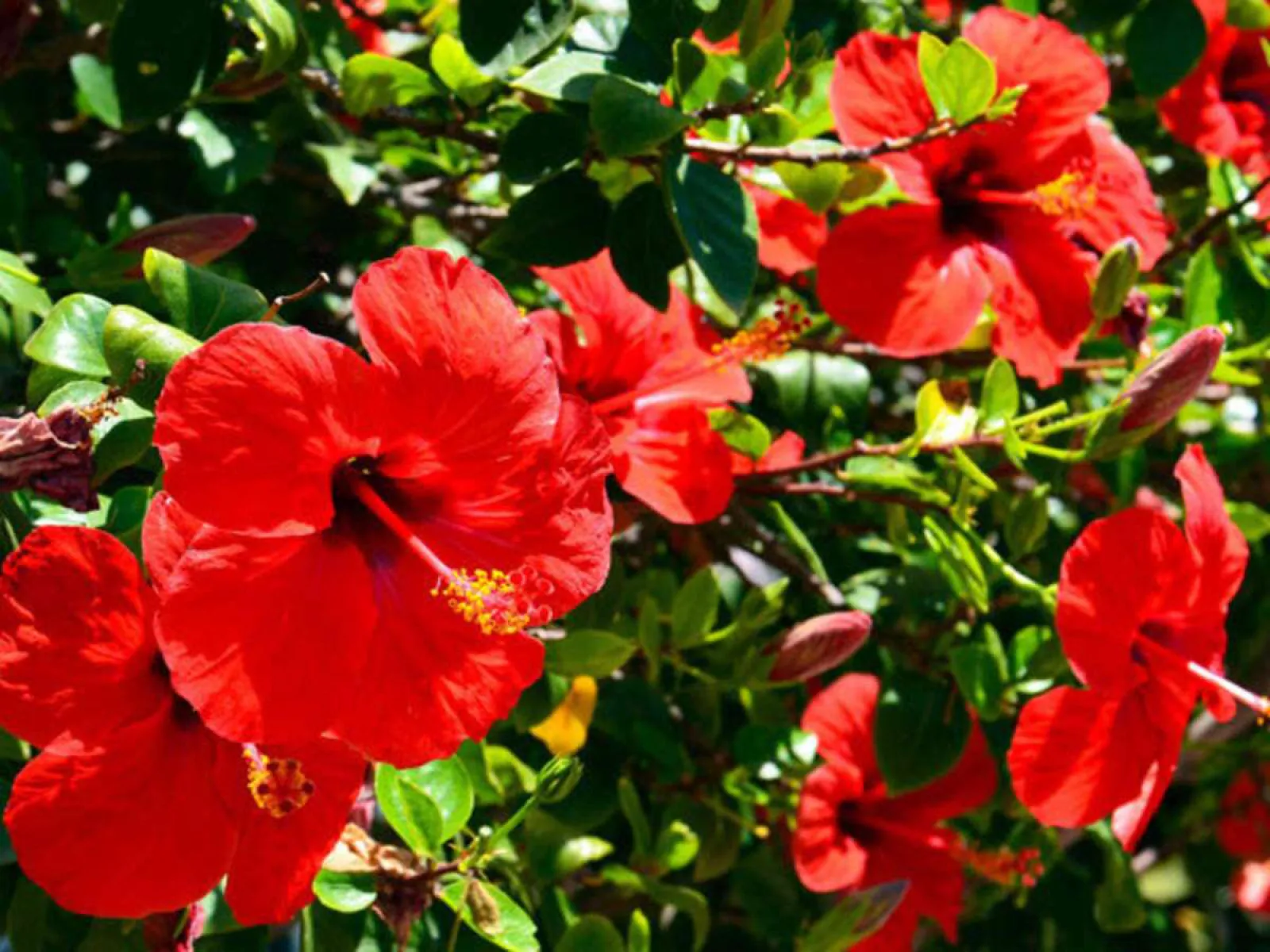Get relief from dry hair by using dried hibiscus flowers; Know how to use