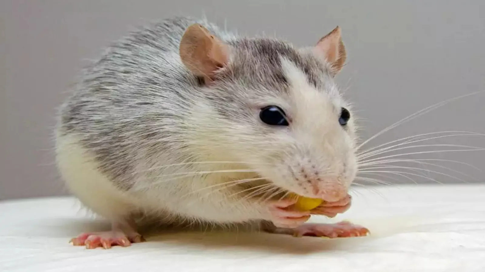 Try these 5 home remedies to get rid of rats without killing them