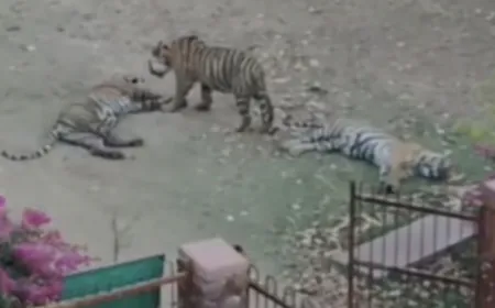 Due to increased tiger movement in Ranthambore Fort, devotees can not visit Trinetra Ganesh Marg