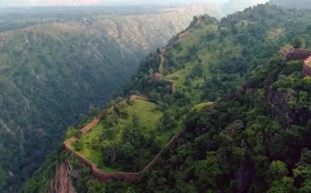 Tourists in Kumbhalgarh Sanctuary were thrilled to see the bear climbing the tree, it reached the highest branches