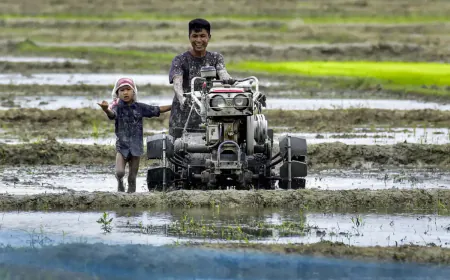 Paddy sowing increased by 13% in the current season, cotton decreased