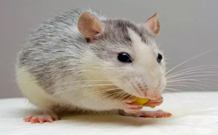 Try these 5 home remedies to get rid of rats without killing them