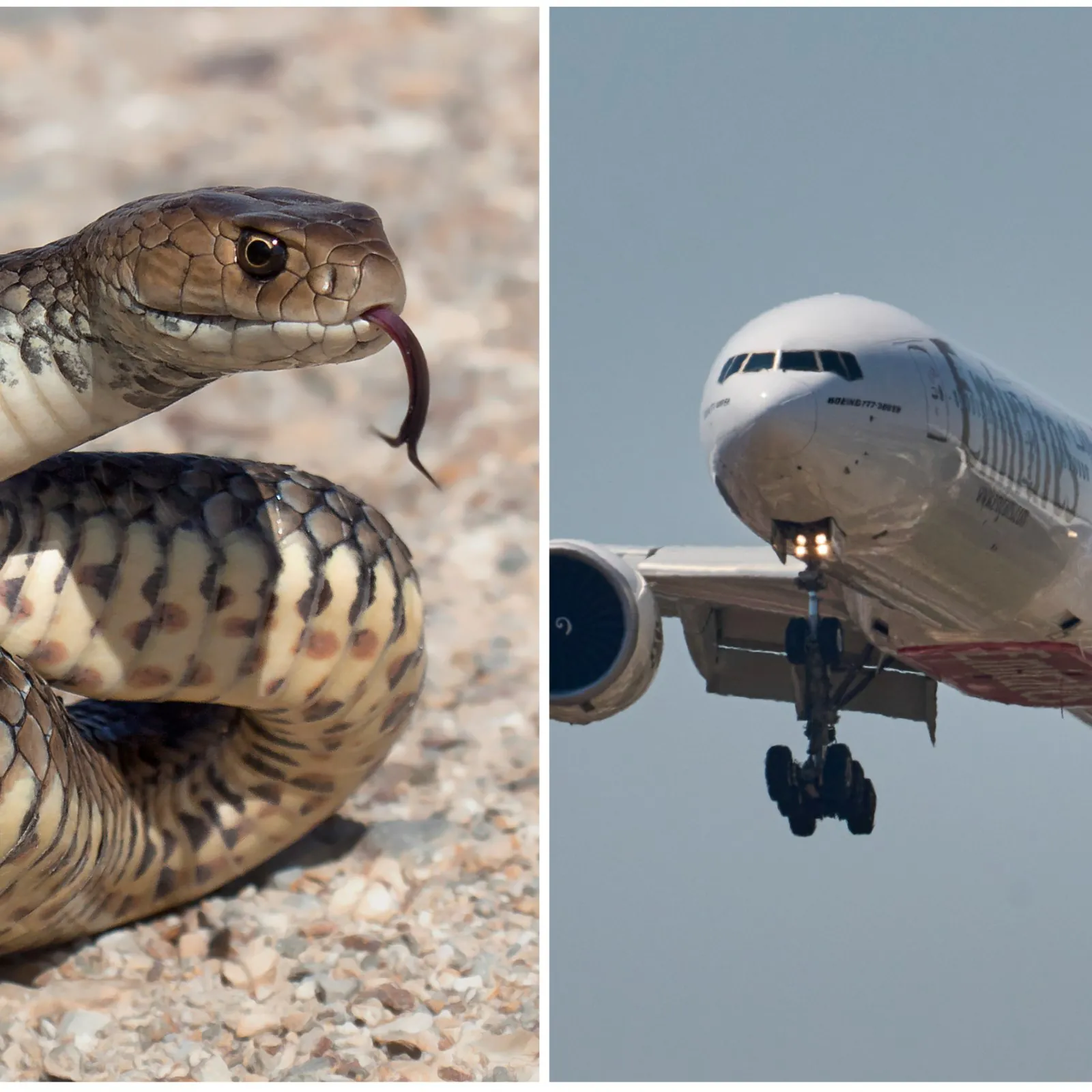 Snake found in plane in Australia, panic among passengers; flight delayed