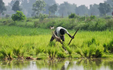 Report: Monsoon's grace boosts farming, sowing of Kharif crops increased by 11.3%