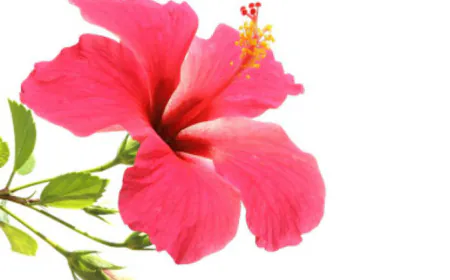 Hibiscus flower face packs to reduce the face dark spots and and acne problems