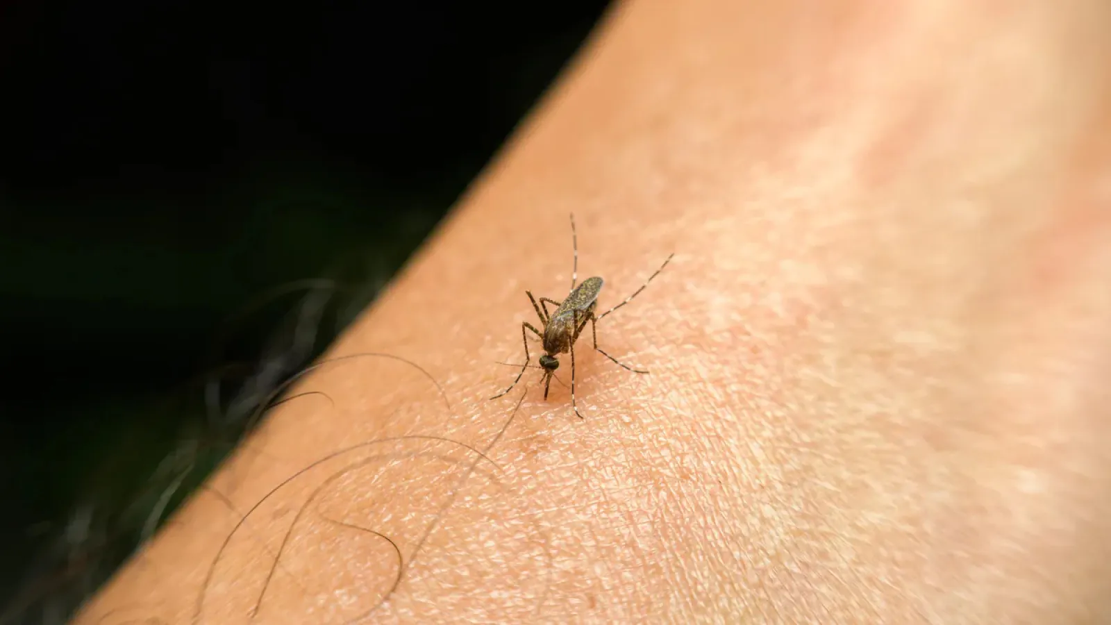 Do the mosquitoes that bite so hard have teeth? Know the truth