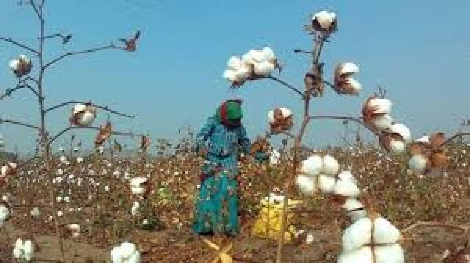 Govt Allows Duty-Free Cotton Imports Till Sept 30 to Support Textile Sector Amid US Tariff Pressure