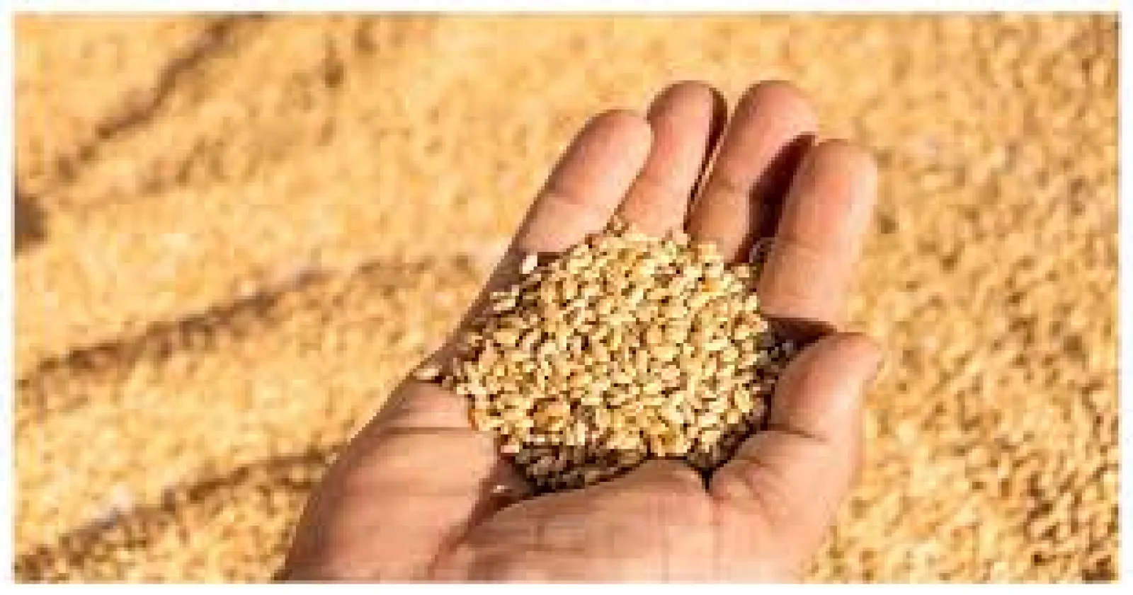 India Aims for 119 Million Tons Wheat Output; Pulses and Oilseeds Also in Focus