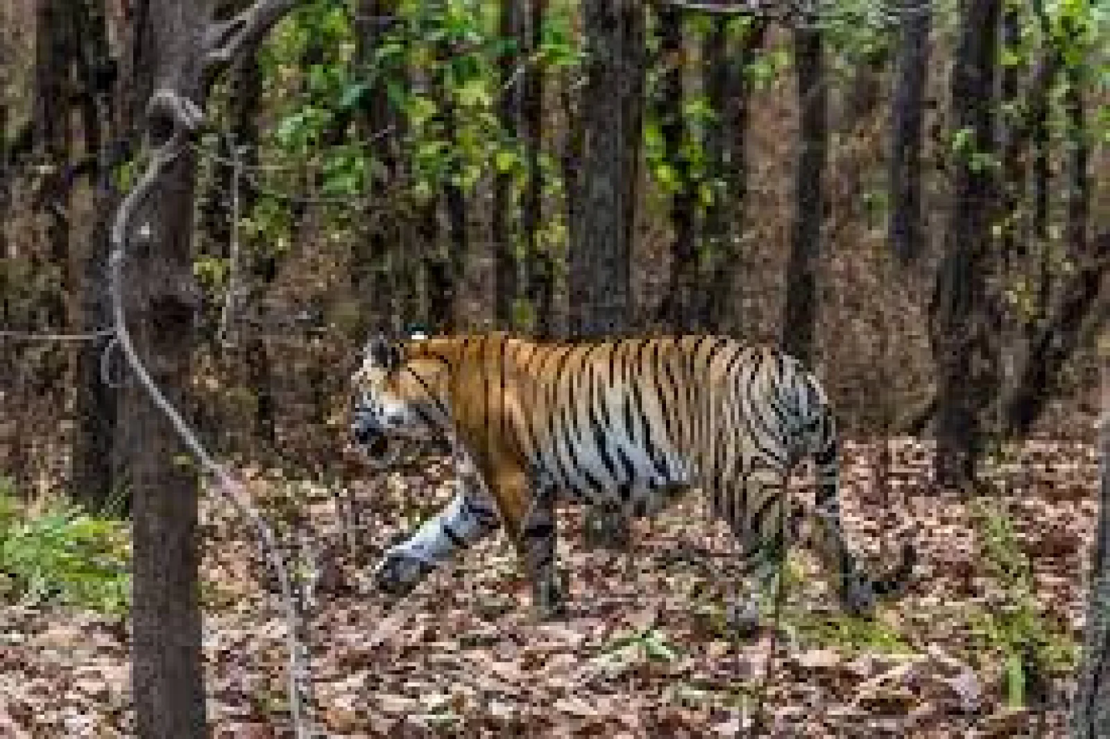 India’s Tiger State: Top 5 Tiger Reserves to Explore in Madhya Pradesh