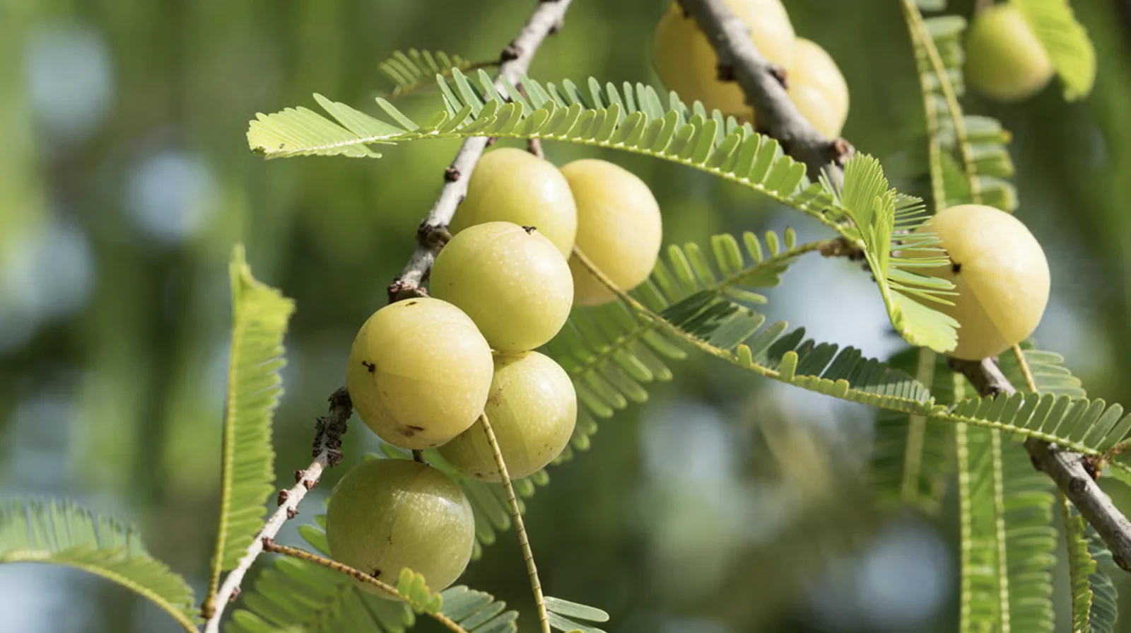 Ayurvedic Expert Reveals the Best Time to Eat Amla for Maximum Benefits
