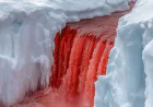 Antarctica’s ‘Blood Falls’: Why This Glacier Water Turns Blood-Red