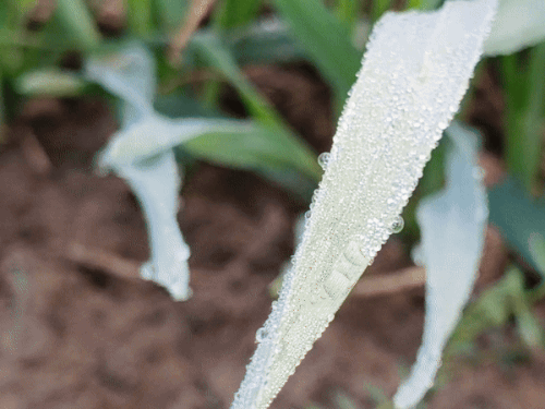 Severe Cold Tightens Grip on Rajasthan, Temperatures Dip Below Freezing