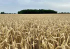 Rajasthan Starts Wheat Procurement for Rabi 2026–27, MSP Fixed at ₹2,585
