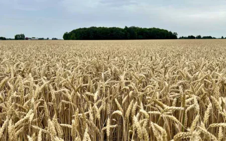 Rajasthan Starts Wheat Procurement for Rabi 2026–27, MSP Fixed at ₹2,585