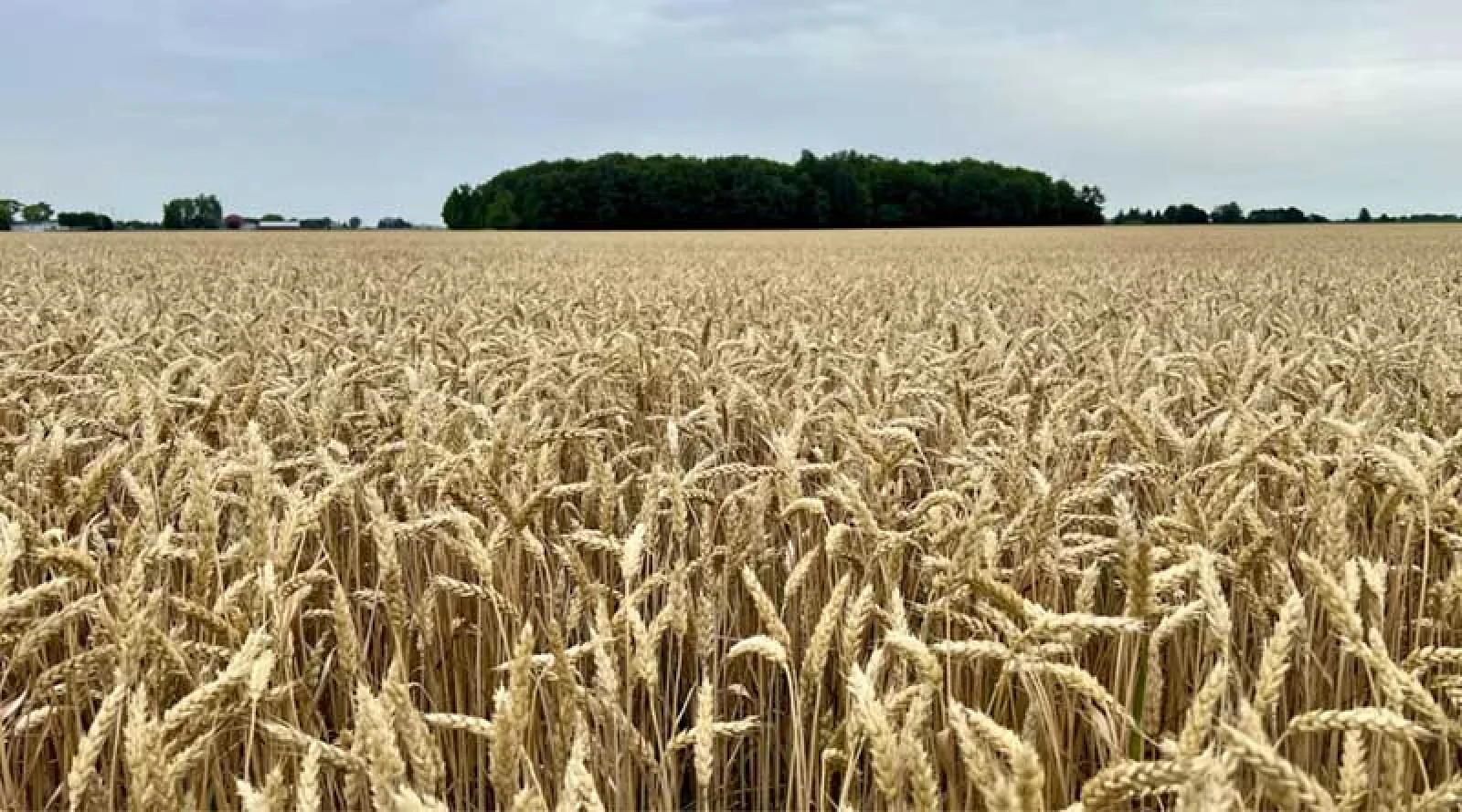 Rajasthan Starts Wheat Procurement for Rabi 2026–27, MSP Fixed at ₹2,585