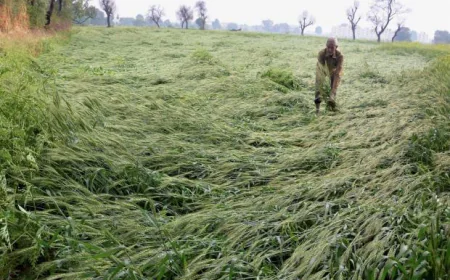 Govt activates relief process as farmers protest crop damage in Rajasthan